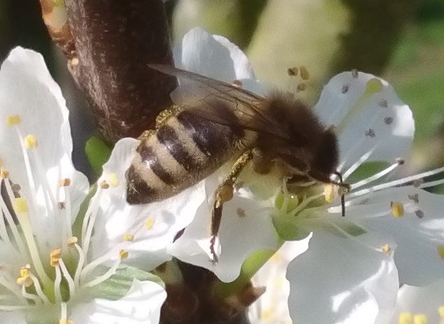 Biene auf Obstlüte