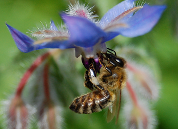 biene auf Blüte