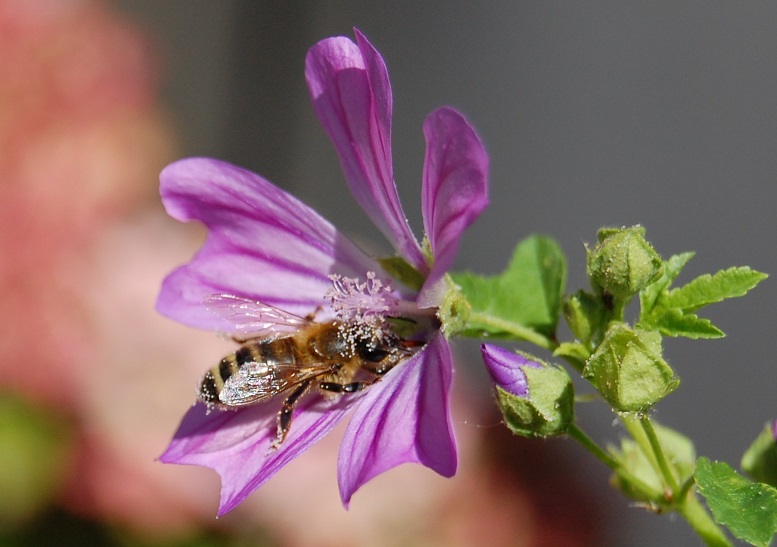 Biene auf Blüte